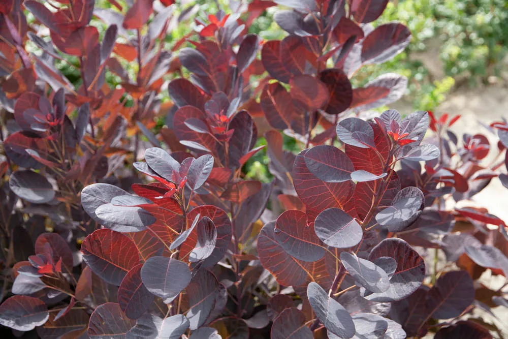 COTINUS COGGYGRIA 'ROYAL PURPLE'