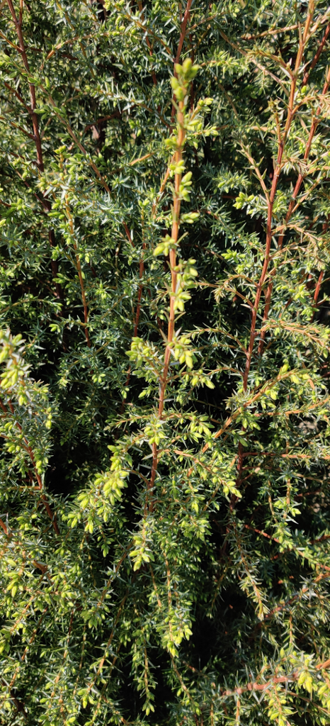 [JCHI60] JUNIPERUS COMMUNIS 'HIBERNICA' (Motte, 60-80 cm)