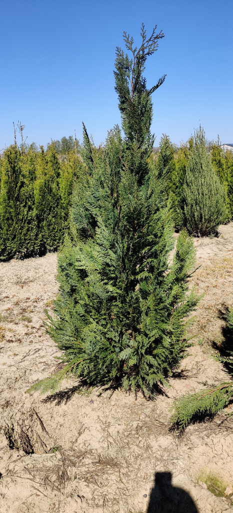 [CLAL60] CHAMAECYPARIS LAWSONIANA 'ALUMII' (Motte, 60-80 cm)
