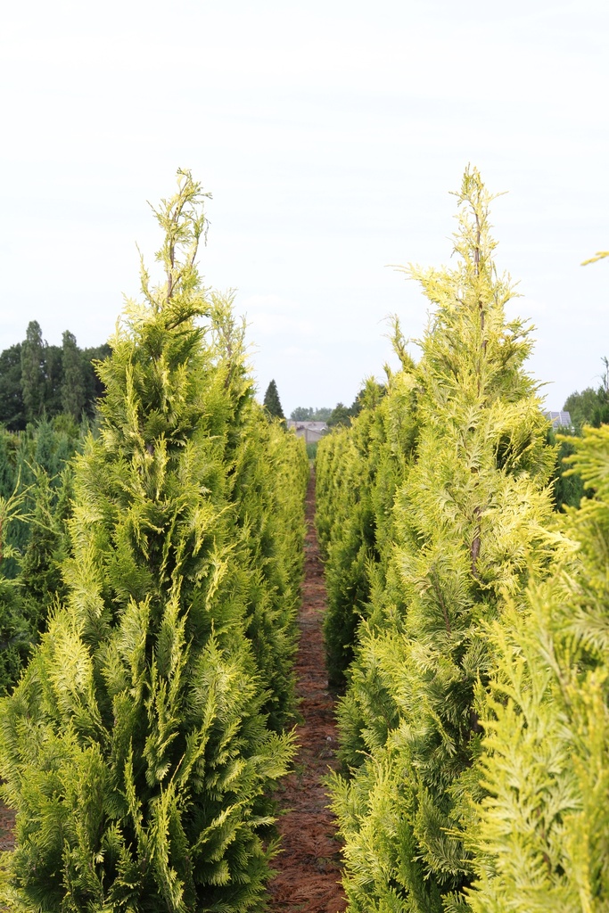 [CLIV60] CHAMAECYPARIS LAWSONIANA 'IVONNE' (Motte, 60-80 cm)