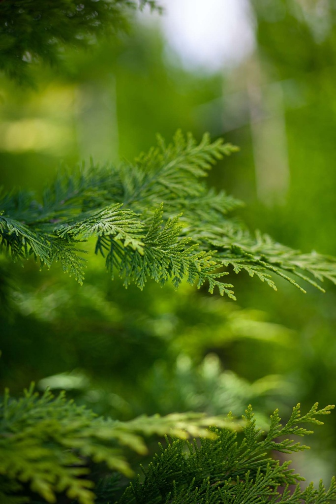 [CLIV80] CHAMAECYPARIS LAWSONIANA 'IVONNE' (Kluit, 80-100 cm)