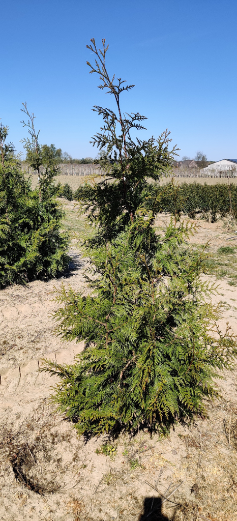 [TPEX60] THUJA PLICATA 'EXCELSA' (Kluit, 60-80 cm)