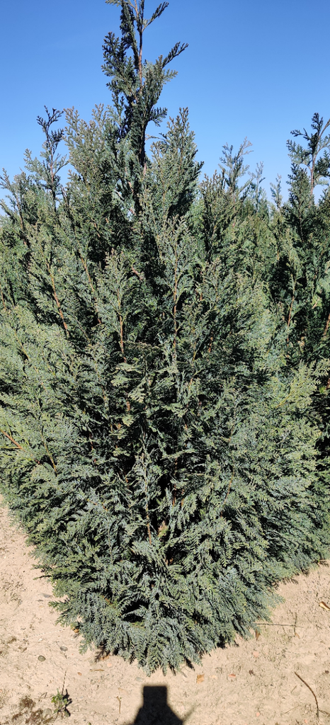 CHAMAECYPARIS LAWSONIANA 'COLUMNARIS'