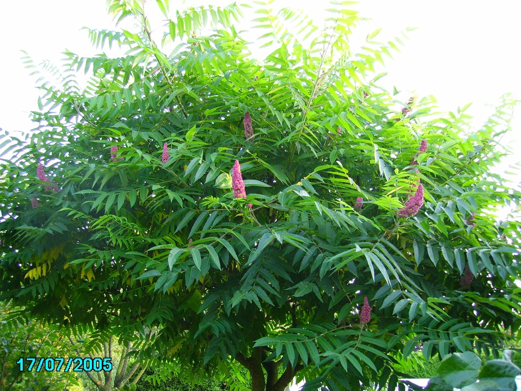 RHUS TYPHINA