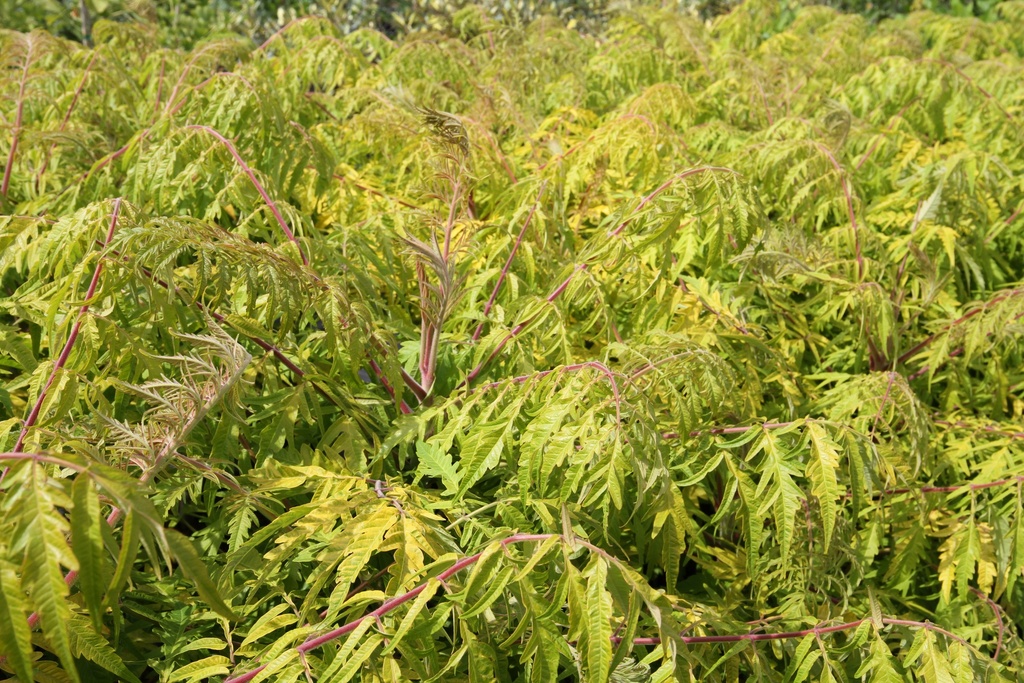 RHUS TYPHINA FIRST EDITIONS® TIGER EYES®