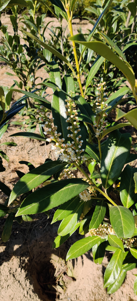 PRUNUS LAUROCERASUS 'CAUCASICA'