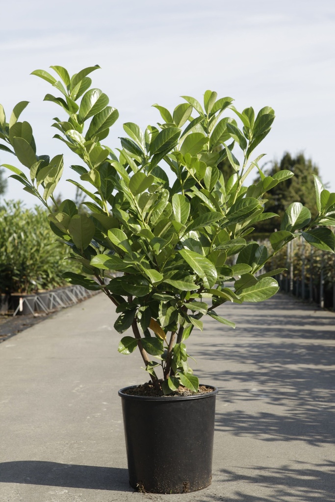 PRUNUS LAUROCERASUS 'ROTUNDIFOLIA'
