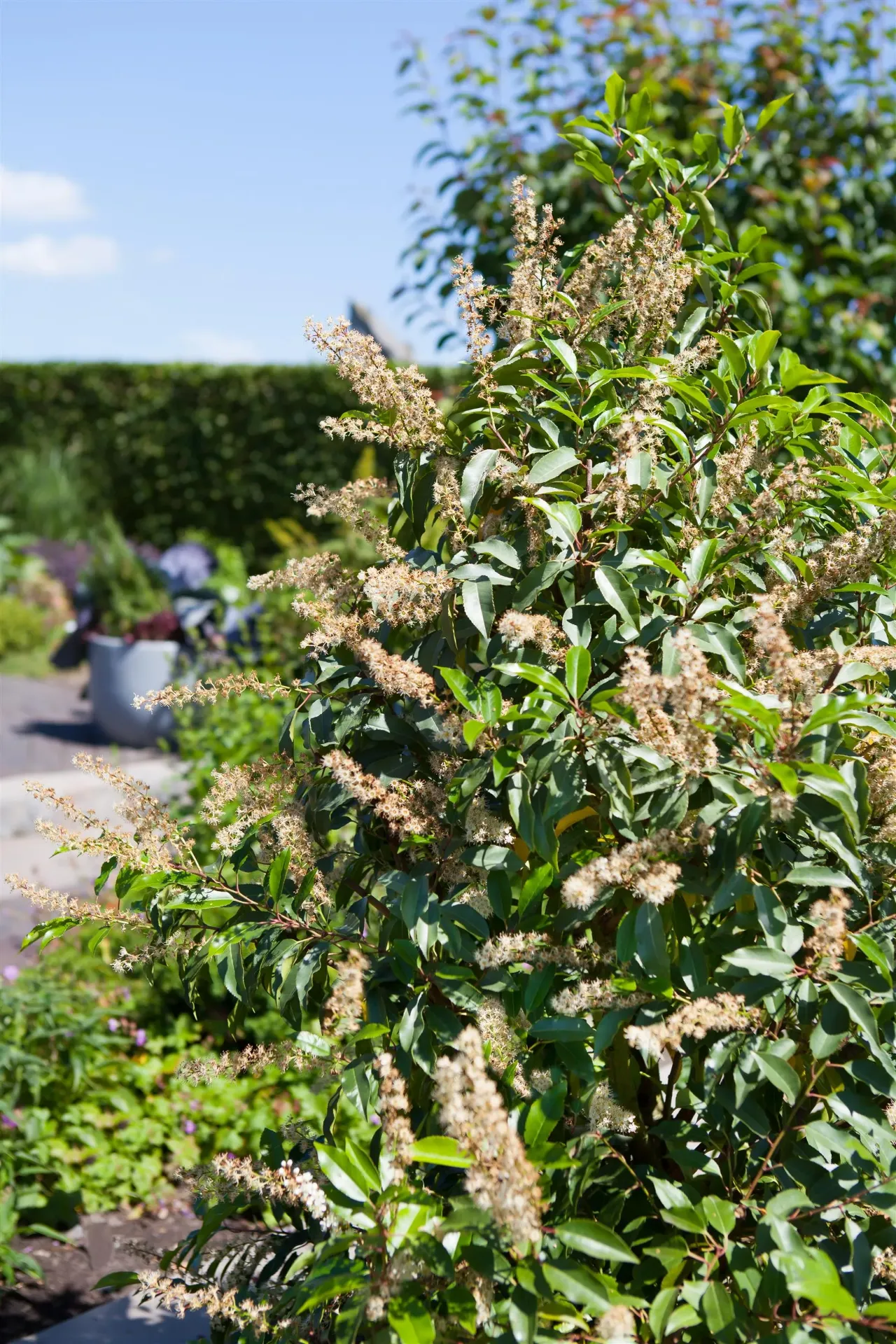 PRUNUS (L) LUSITANICA
