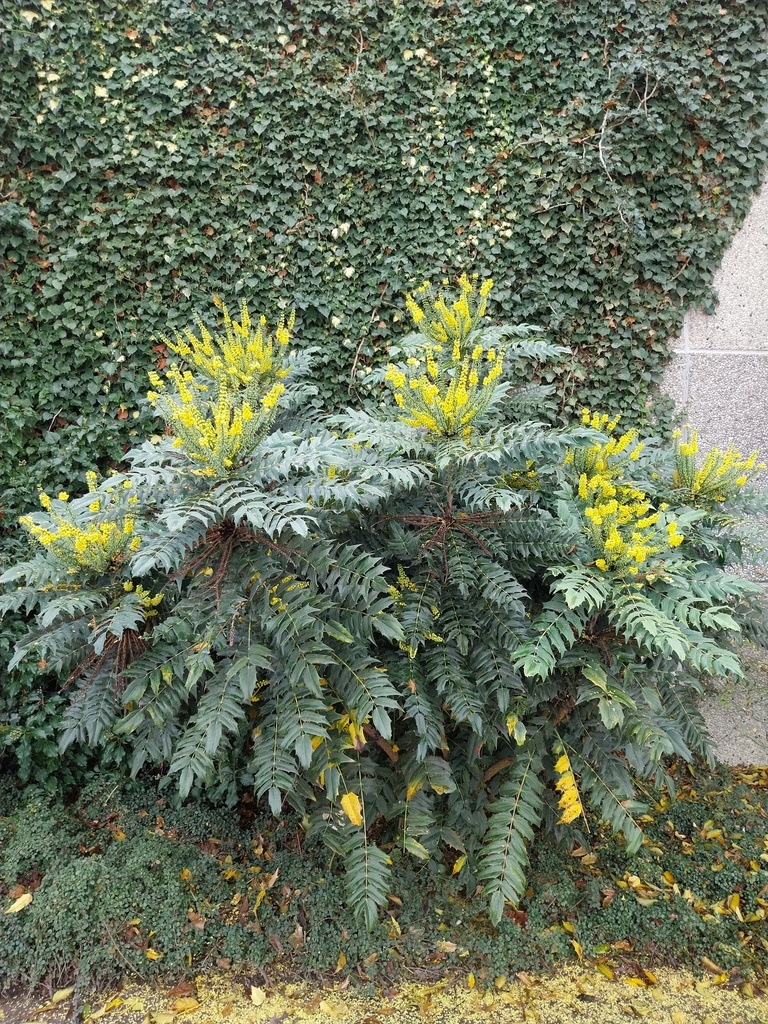 MAHONIA MEDIA 'WINTER SUN'