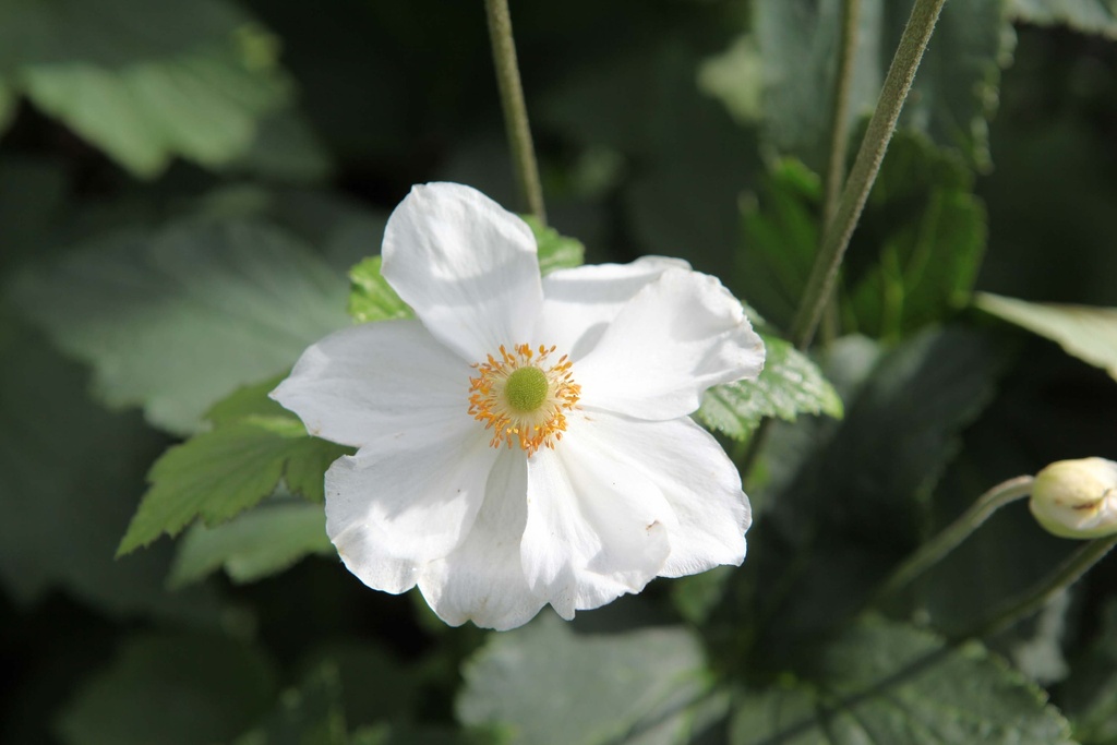 [ANEHHJ09] ANEMONE HYBRIDA 'HONORINE JOBERT' (Pot 9 cm)
