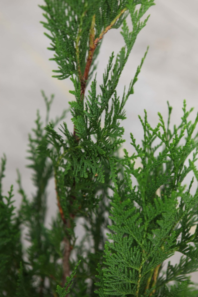THUJA PLICATA 'ATROVIRENS'