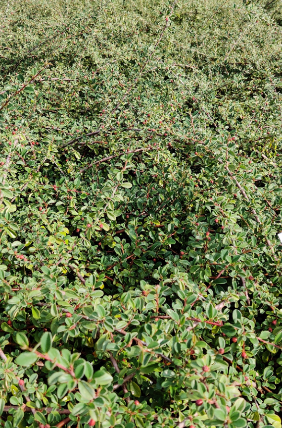 [CREI30] COTONEASTER RADICANS 'EICHHOLZ'