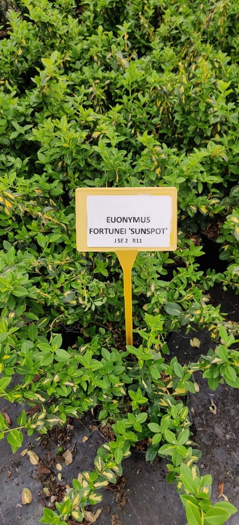 EUONYMUS FORTUNEI 'SUNSPOT'