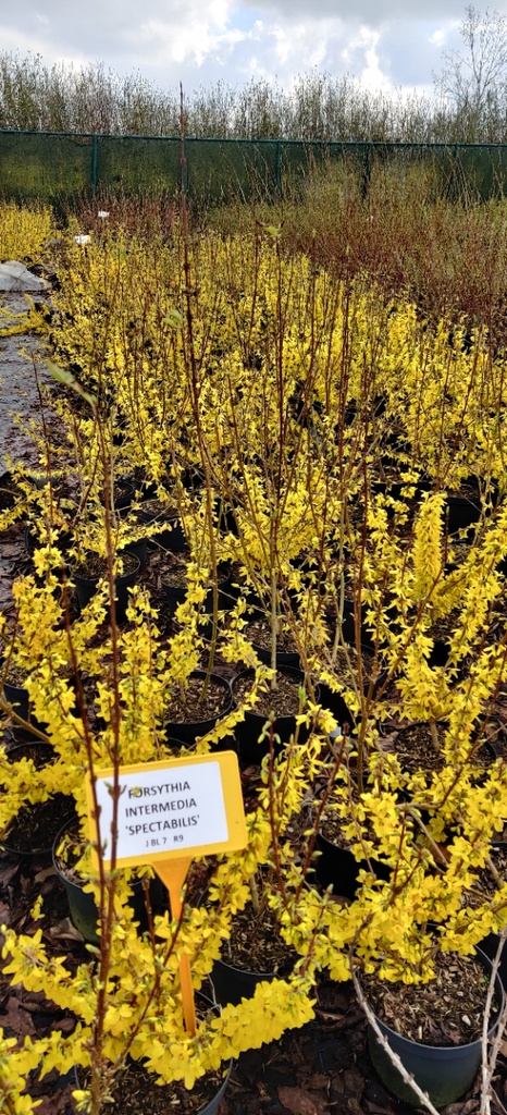 FORSYTHIA INTERMEDIA 'SPECTABILIS'