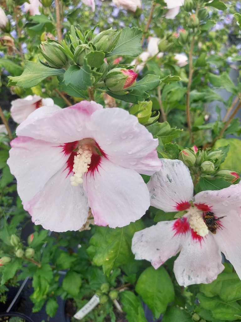 HIBISCUS SYRIACUS 'MELROSE'