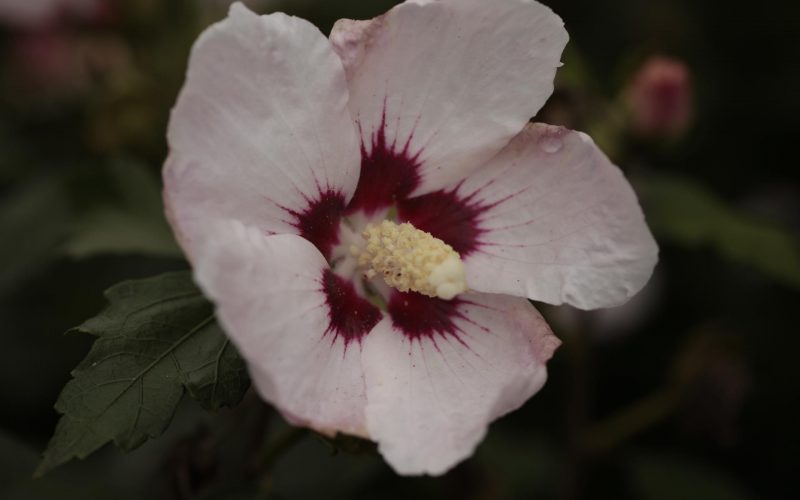 HIBISCUS SYRIACUS 'PASTELLO'