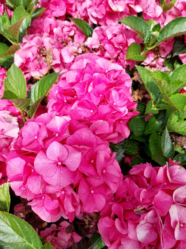 HYDRANGEA MACROPHYLLA 'SIBILLA'