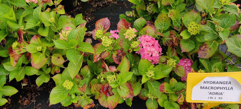 HYDRANGEA MACROPHYLLA 'ADRIA'