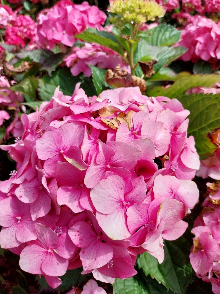 HYDRANGEA MACROPHYLLA 'CARMEN'