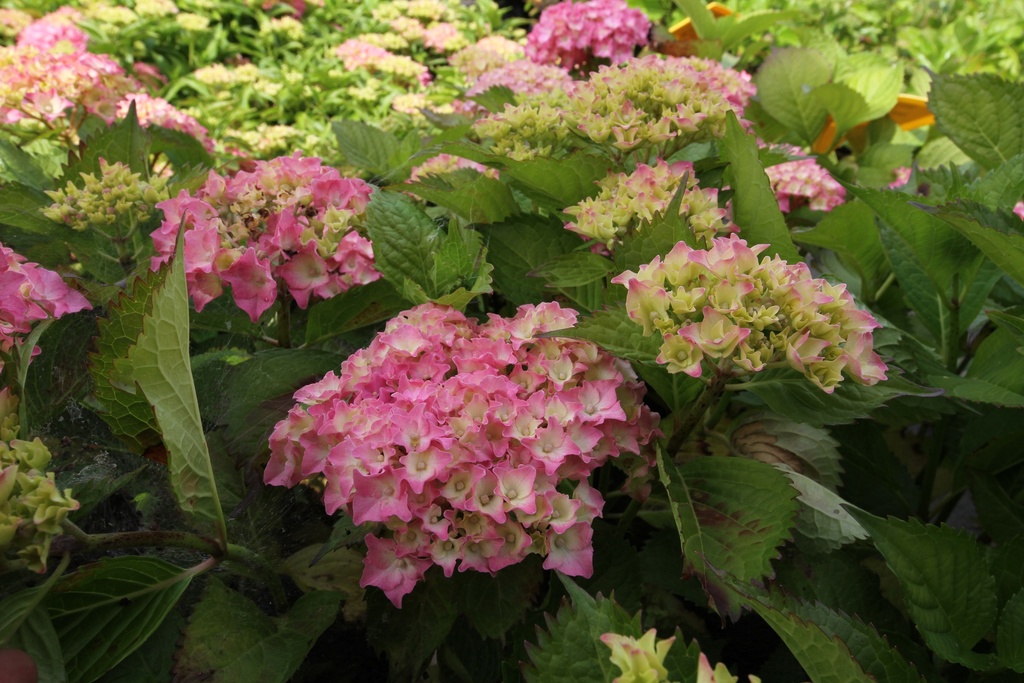 [HMHA3] HYDRANGEA MACROPHYLLA 'HAMBURG'