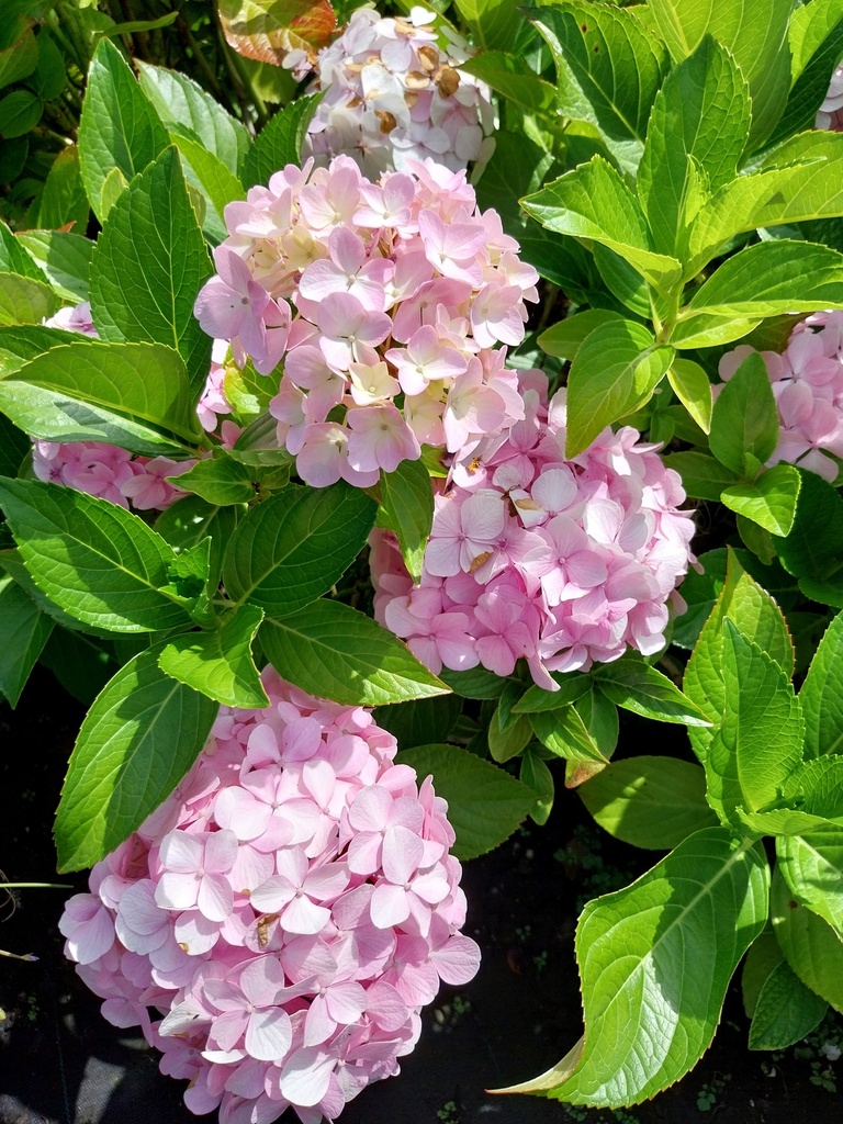 HYDRANGEA MACROPHYLLA 'LIBELLE'