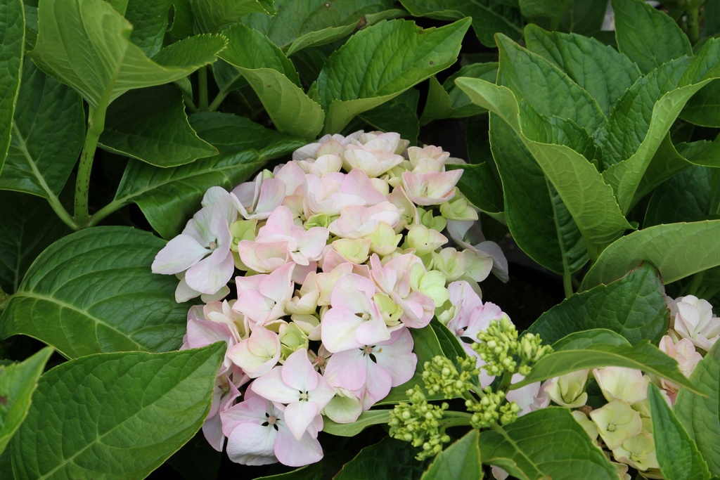 HYDRANGEA MACROPHYLLA 'OTAKSA'