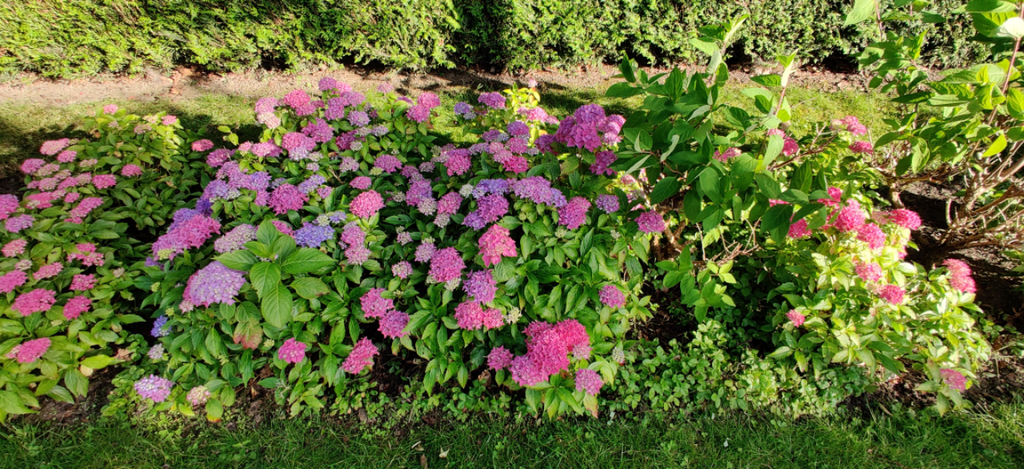HYDRANGEA MACROPHYLLA 'TOVELIT'