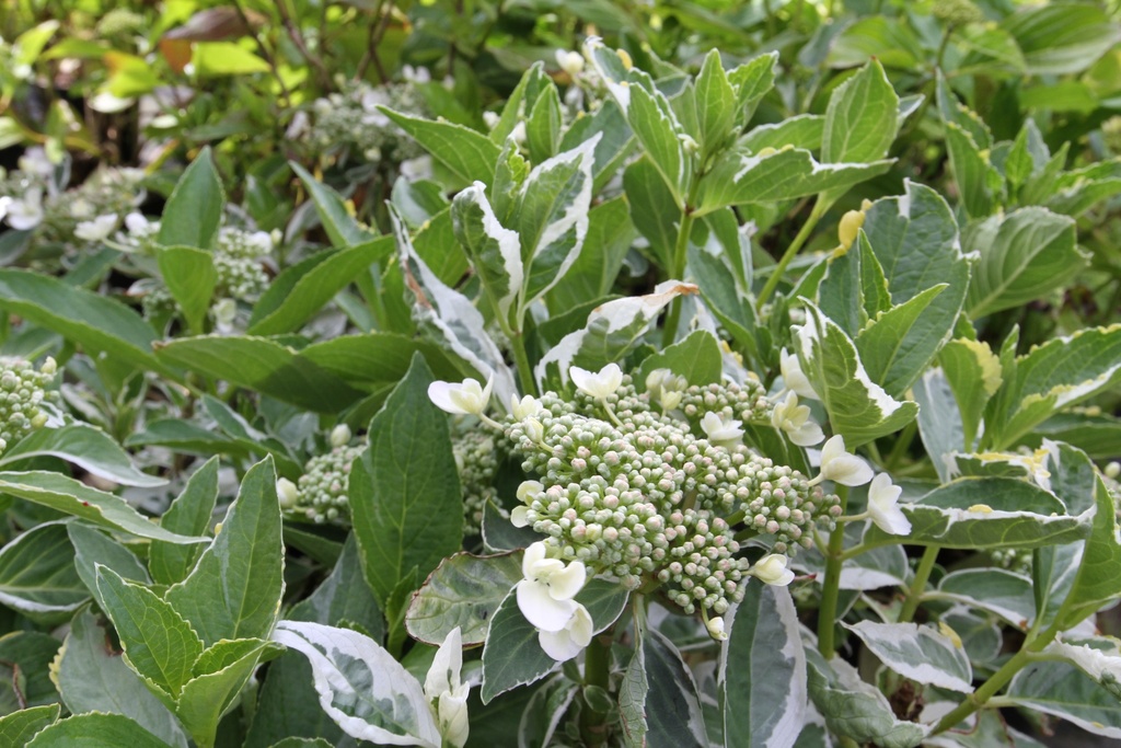 HYDRANGEA MACROPHYLLA 'TRICOLOR'
