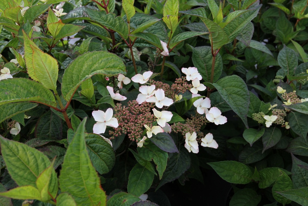 HYDRANGEA SERRATA 'BENIGAKU'