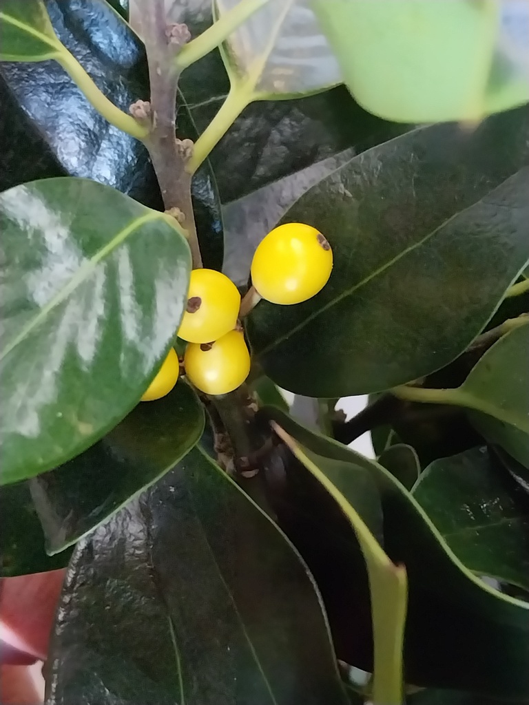 [IABA60] ILEX AQUIFOLIUM 'BACCIFLAVA' (60-80 cm)