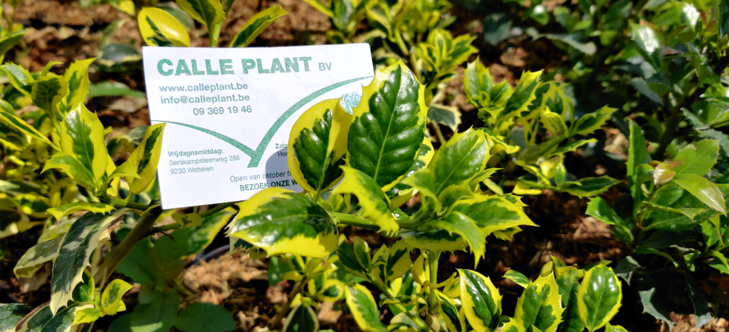 [IAGTO60] ILEX AQUIFOLIUM 'GOLDEN VAN TOL' (60-80 cm)