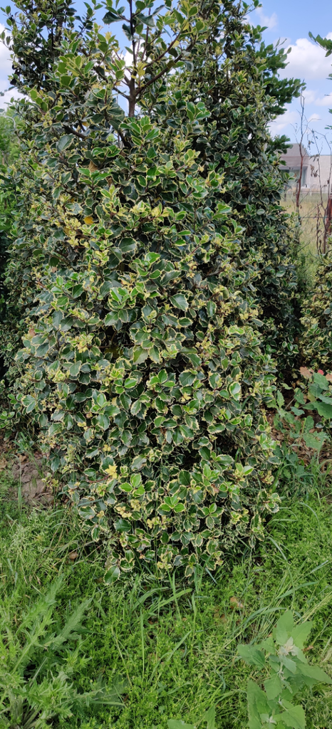 ILEX AQUIFOLIUM 'RUBRICAULIS AUREA'
