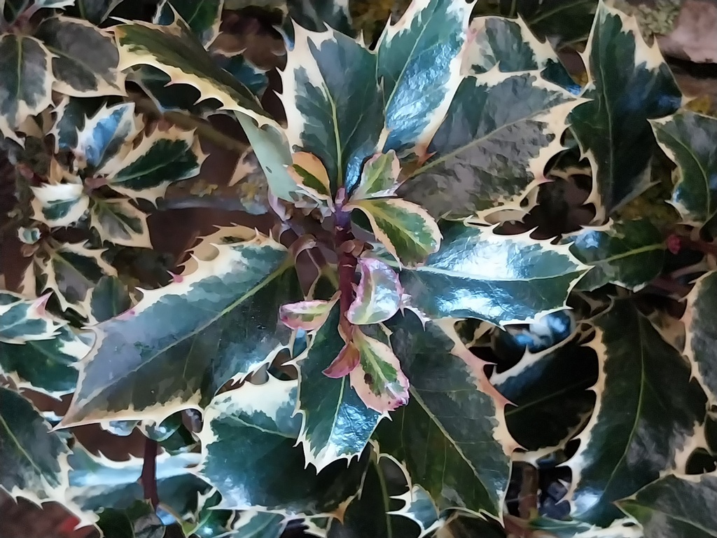 [IASQU60] ILEX AQUIFOLIUM 'SILVER QUEEN' (Kluit, 60-80 cm)