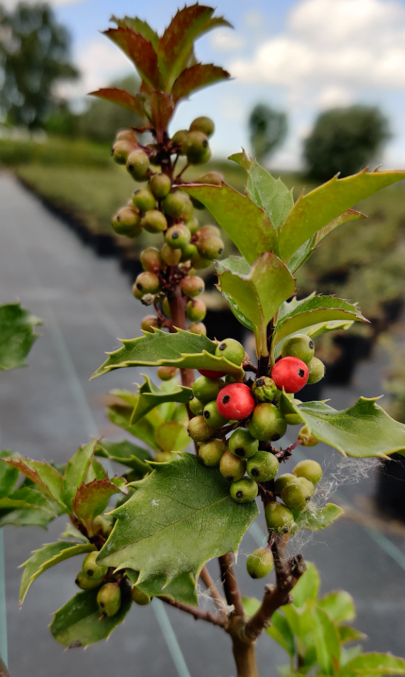 ILEX MESERVEAE 'BLUE PRINCESS'