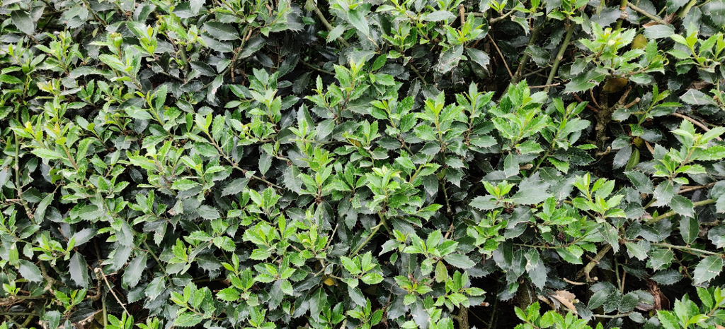 ILEX MESERVEAE 'HECKENSTAR'