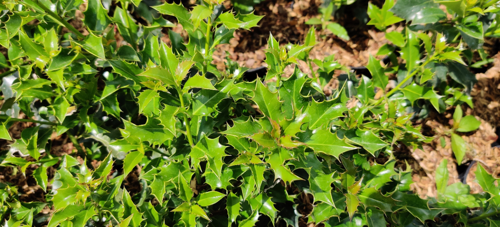 ILEX MESERVEAE 'BLUE ANGEL'