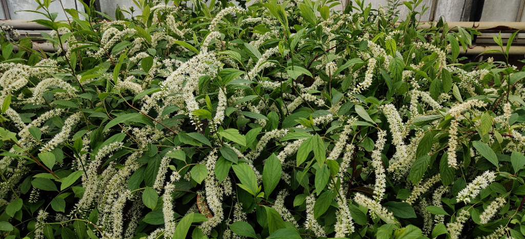 ITEA VIRGINICA 'HENRY'S GARNET'