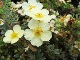 POTENTILLA FRUTICOSA 'TILFORD CREAM'