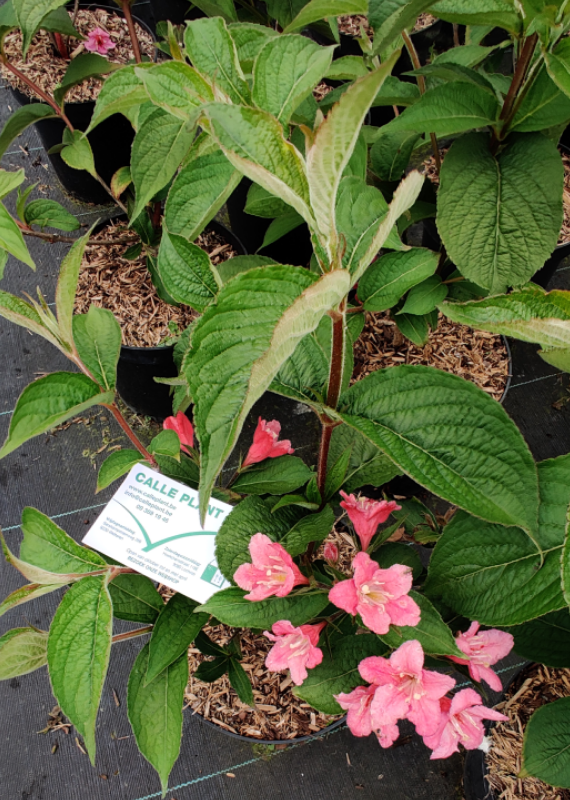 WEIGELA 'ABEL CARRIÈRE'