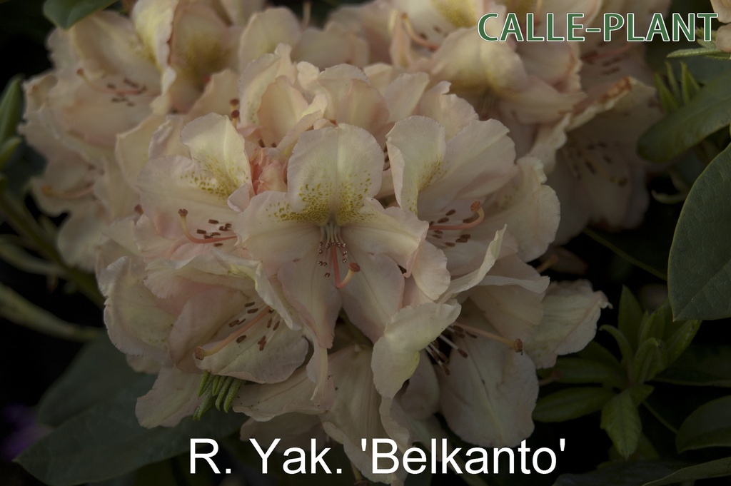 RHODODENDRON BELAMI (20-25 CM)