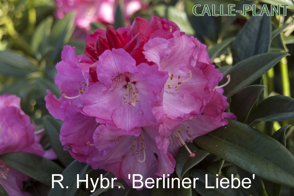 RHODODENDRON 'BERLINER LIEBE'