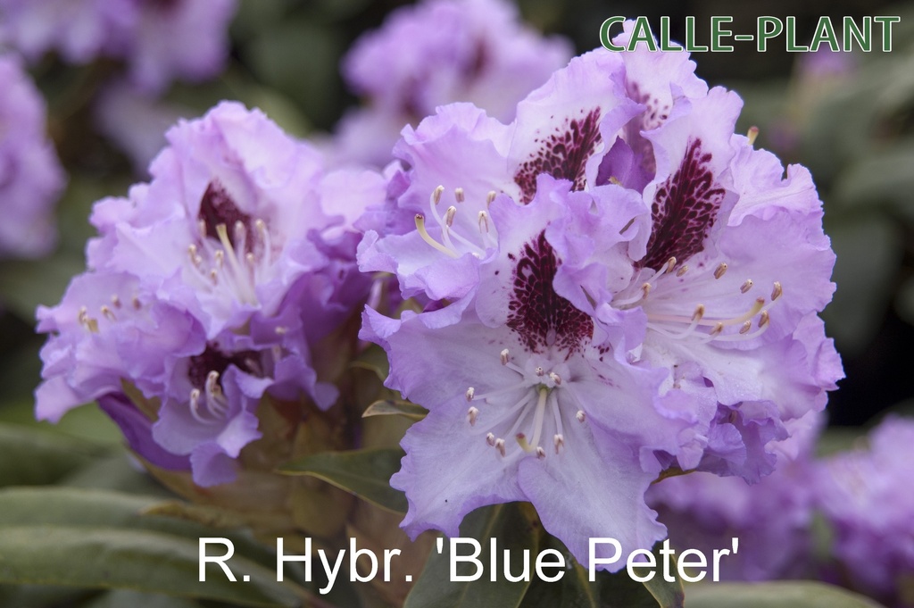 RHODODENDRON 'BLUE PETER'