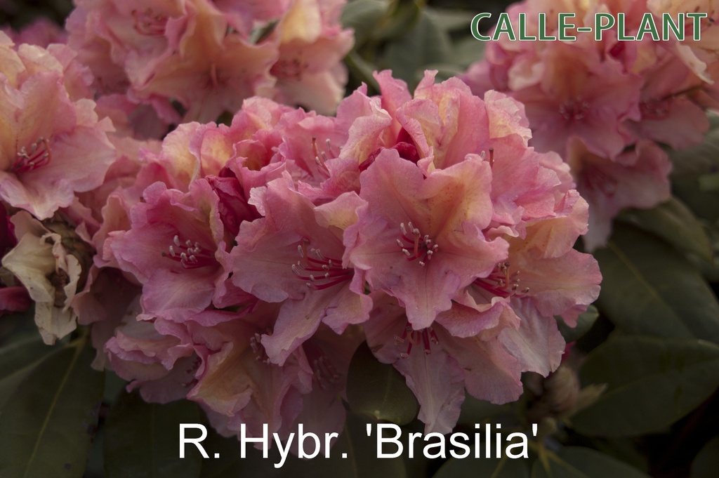RHODODENDRON (H) 'BRASILIA'