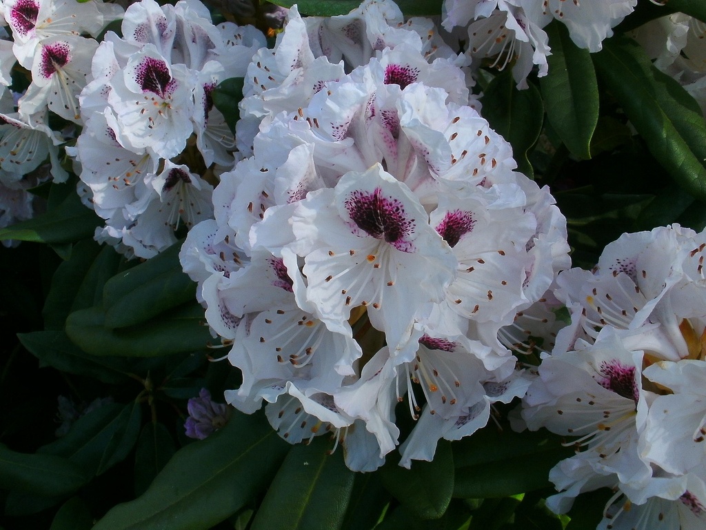 RHODODENDRON 'CALSAP'