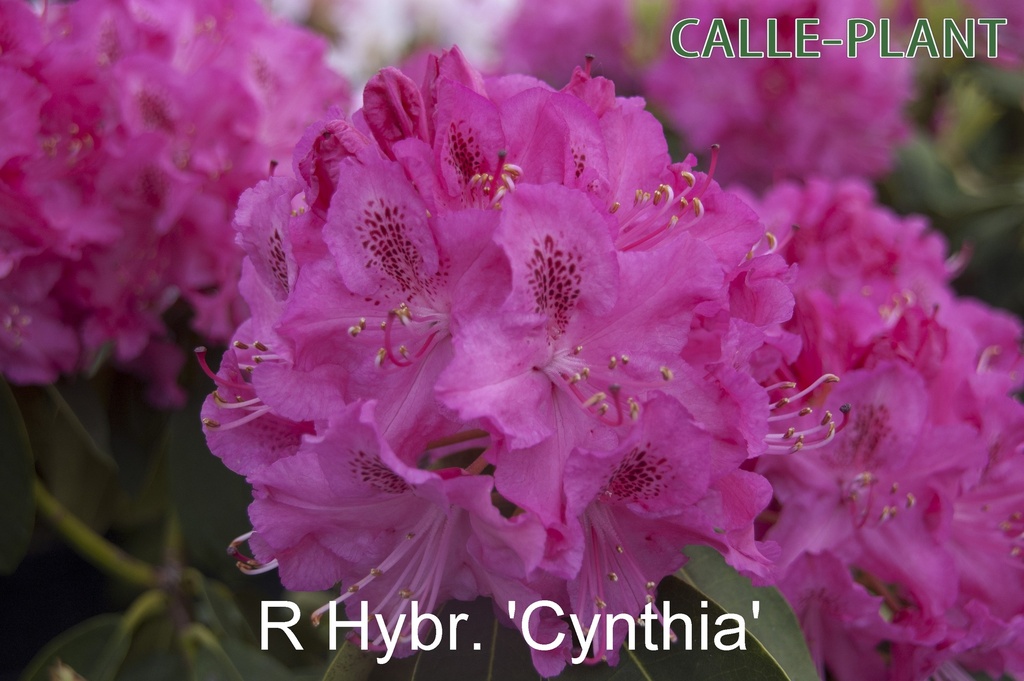 RHODODENDRON 'CYNTHIA'