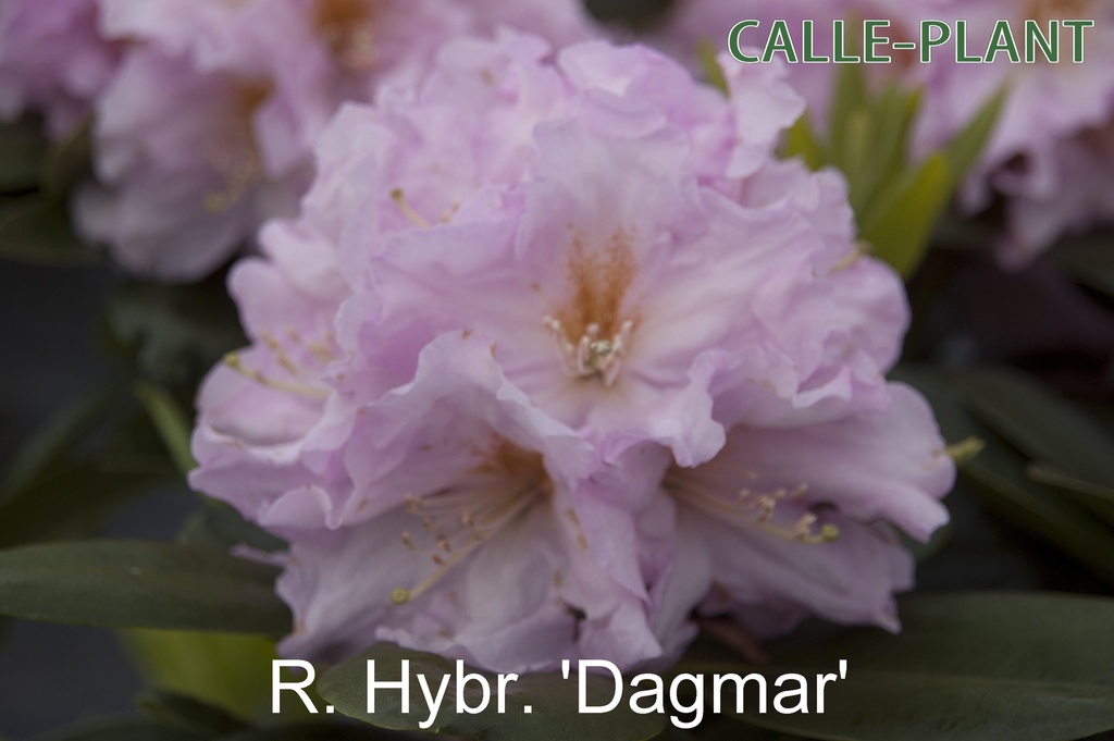 RHODODENDRON 'DAGMAR'