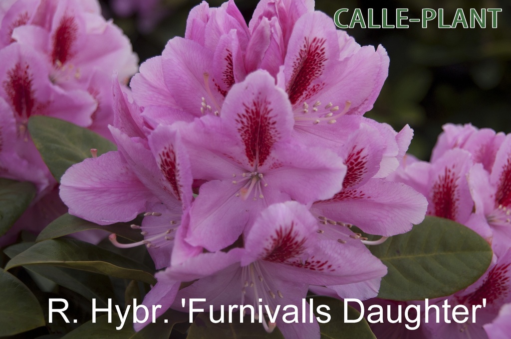 RHODODENDRON 'FURNIVALL'S DAUGHTER' (20-25 cm)