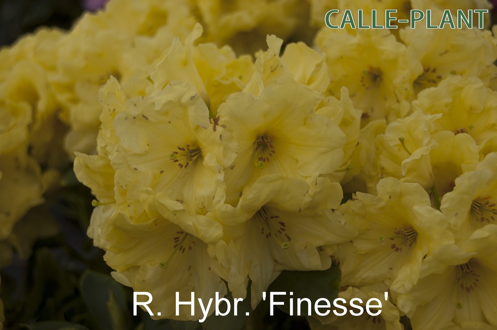 RHODODENDRON 'FINESSE'