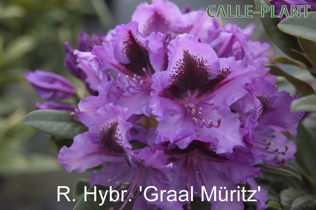 RHODODENDRON 'GRAAL MAURITZ'