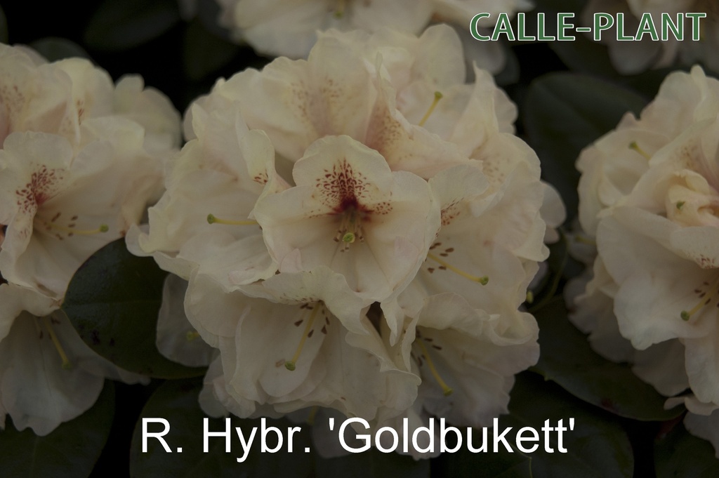 RHODODENDRON 'GOLDBUKETT' (20-25 CM)